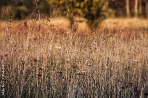 Wheat meadow in golden season