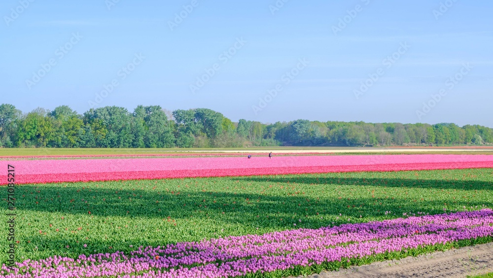 Blue sky and tulip field landscape, traditional dutch, Netherlands, Europe