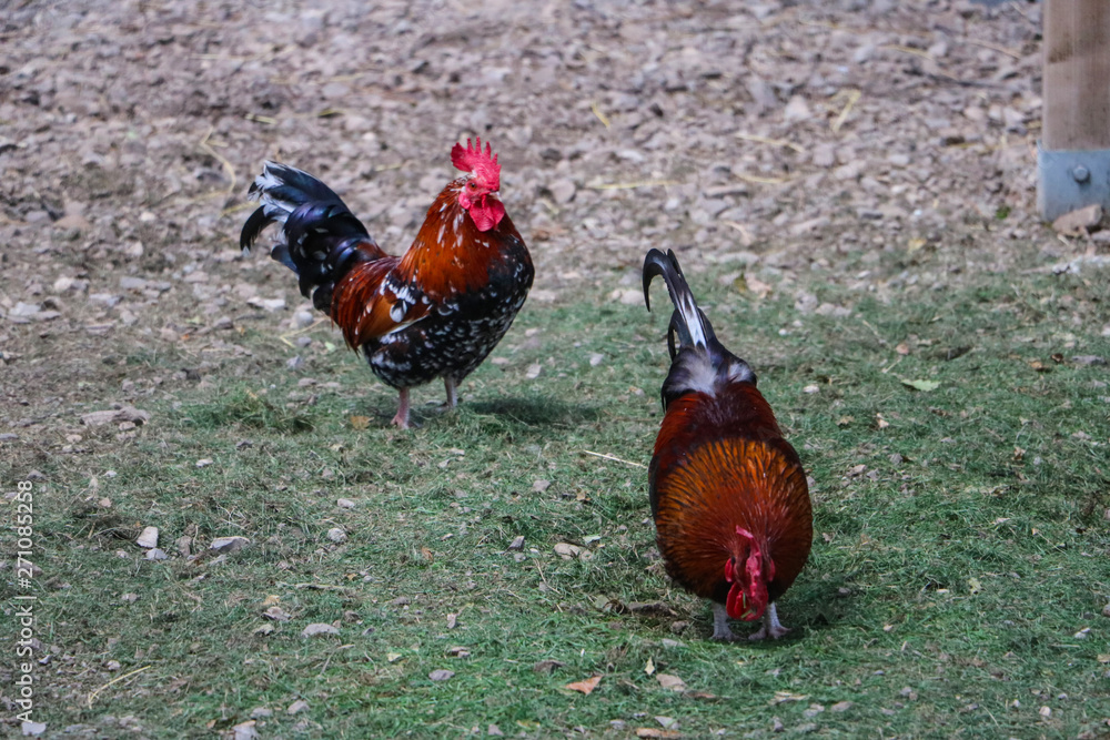 Fototapeta premium little rooster