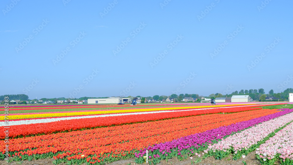 Blue sky and tulip field landscape, traditional dutch, Netherlands, Europe Blue sky and tulip field landscape, traditional dutch, Netherlands, Europe