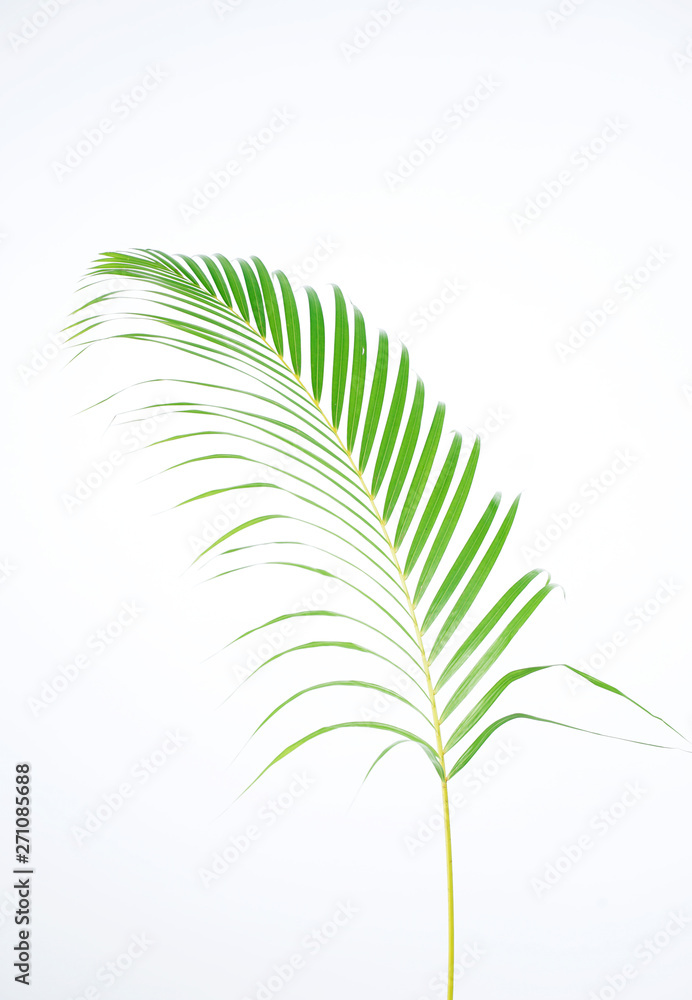 Obraz premium Green palm leaves (Dypsis lutescens) or Golden cane palm, Areca palm leaves, coconut leaves or Tropical foliage isolated on white background