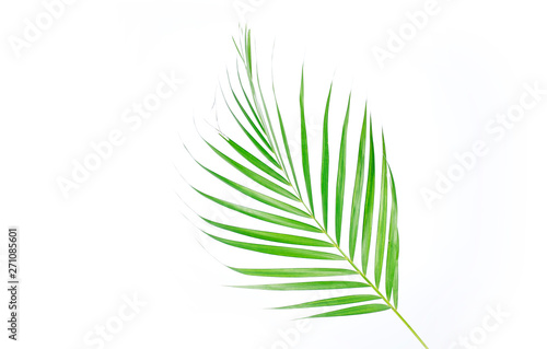 Fototapeta Naklejka Na Ścianę i Meble -  Green palm leaves (Dypsis lutescens) or Golden cane palm, Areca palm leaves, coconut leaves or Tropical foliage isolated on white background
