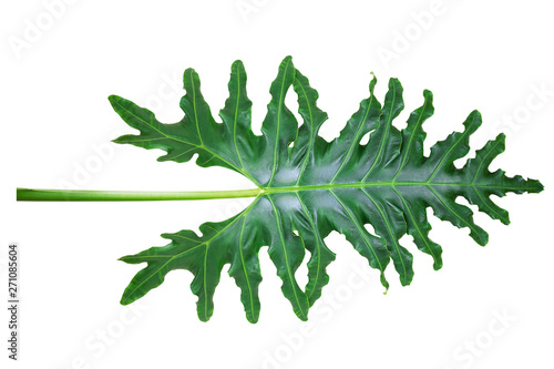 Closeup of green leaf Alocasia portei texture on white background with clipping path photo