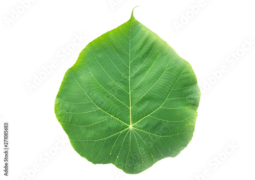 Closeup of tropical green leaf texture abstract on white background with clipping path