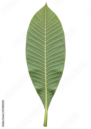 Closeup of tropical green leaf texture abstract on white background with clipping path