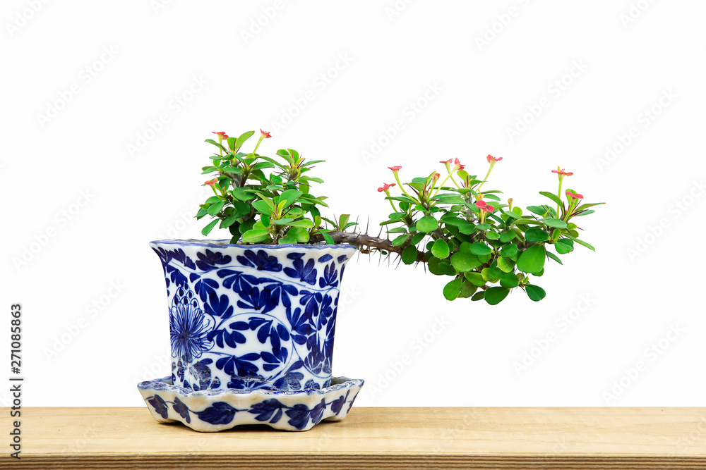 Tiny bonsai with red flowers in blue porcelain on wooden tabletop on white background Tiny bonsai with red flowers in blue porcelain on wooden tabletop on white background