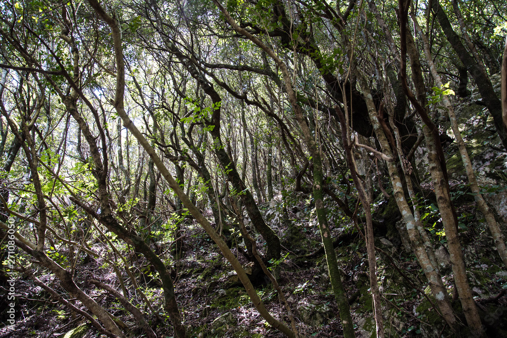 Aspromonte trekking national park Calabria Italy