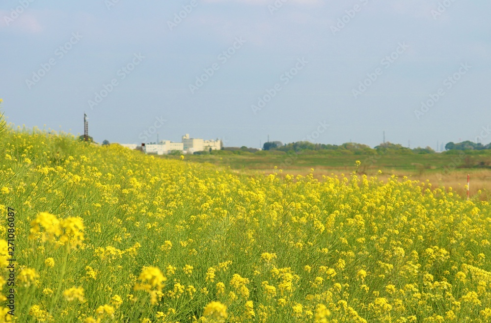風景 春 菜の花 渡良瀬 とちぎ 風景 春 菜の花 渡良瀬 とちぎ