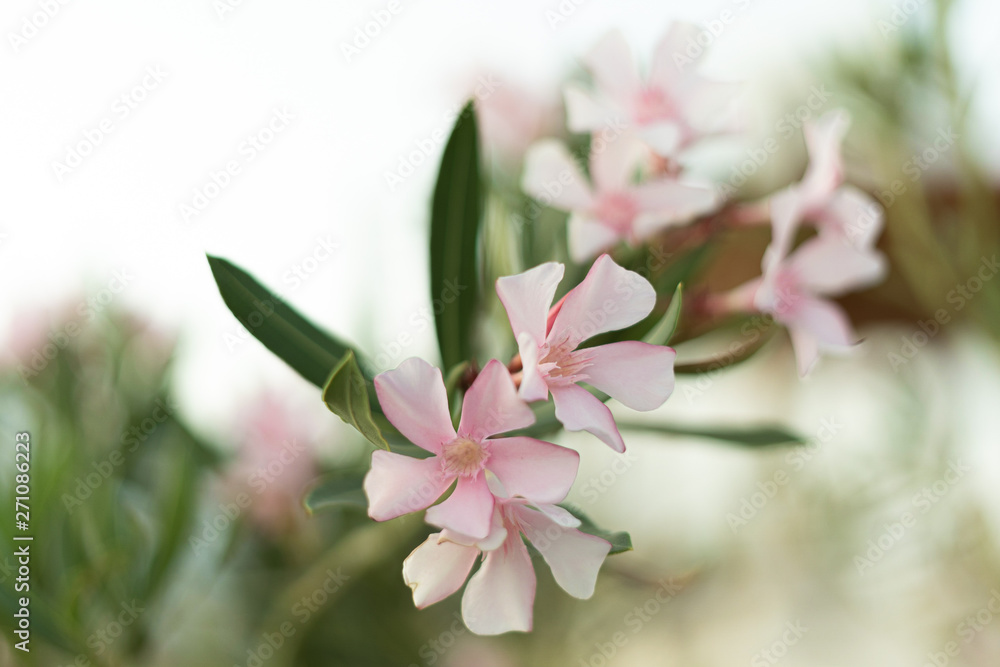 Obraz premium Oleander