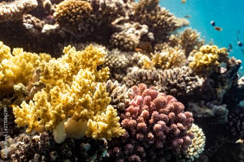 Korallenriff © Dominik