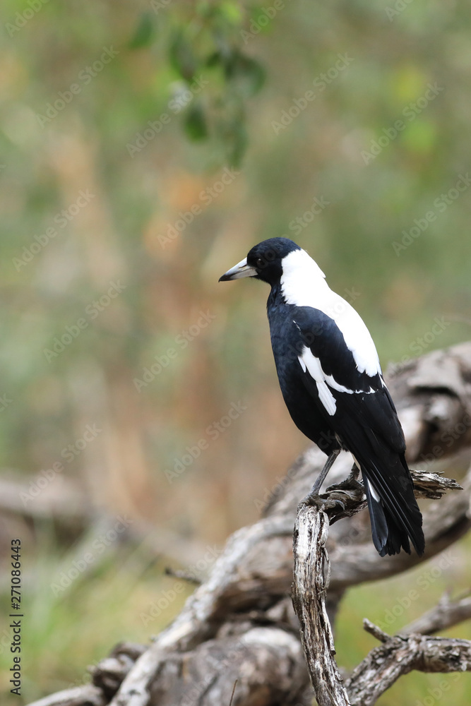 Vertical of Australian Magpie, Cracticus tibicen, perched Vertical of Australian Magpie, Cracticus tibicen, perched