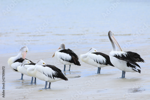 Australian Pelican, Pelecanus conspicillatus, group relaxing © Harold Stiver