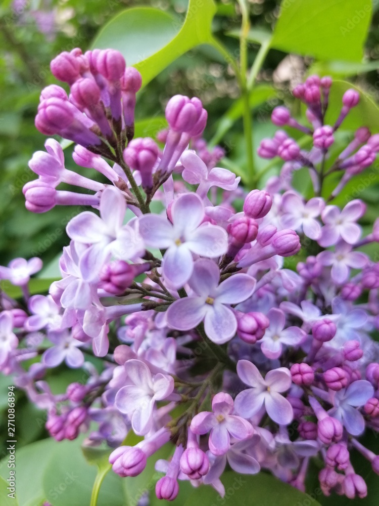  blooming lilac in the city Park 