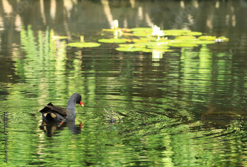 Dusky Moorhen, Gallinula tenebrosa, on water photo