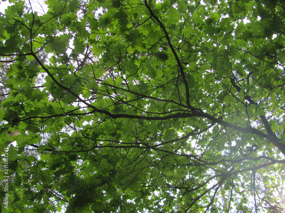 Fototapeta premium light comes through oak leaves
