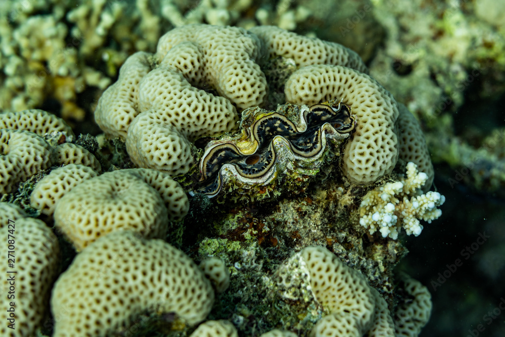 Obraz premium Riesenmuschel