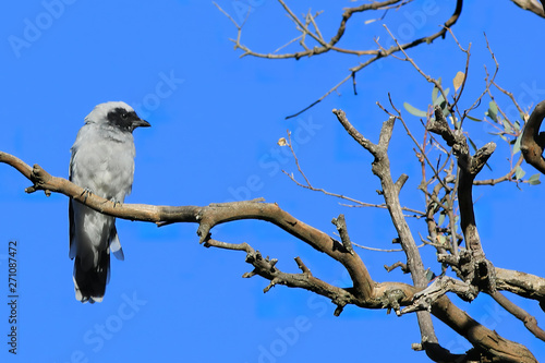 Masked Woodswallow, Artamus personatus, in tree