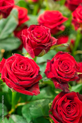 Fresh  natural red roses with green leaves. background. vertical photo
