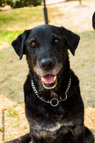 Mixed-breed male dog in his adulthood.