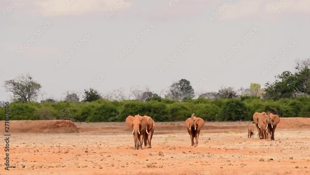 Herd of Elephants in the Savannah Herd of Elephants in the Savannah