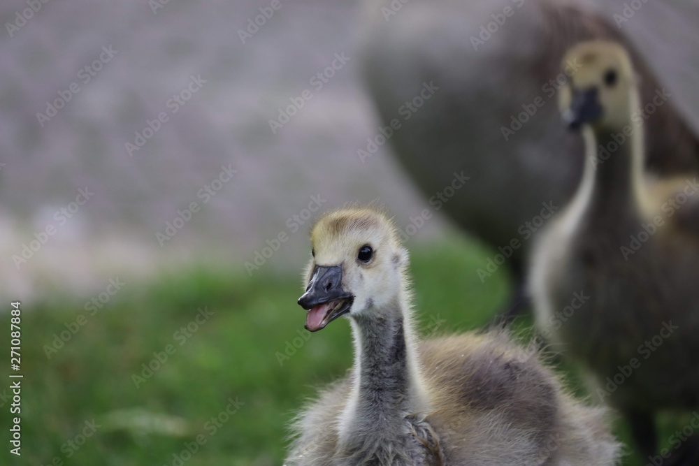 Fototapeta premium Young Goose
