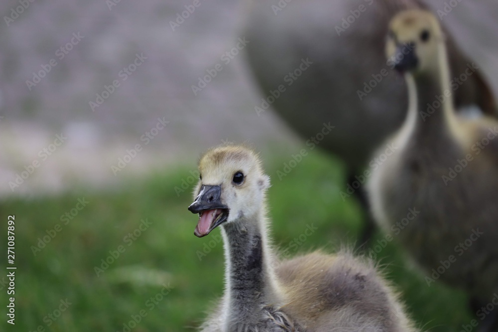 Fototapeta premium Young Goose 
