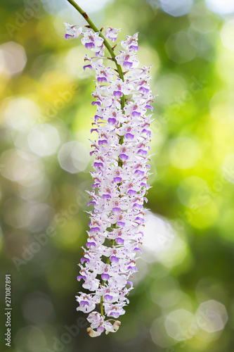 Exotic blooming foxtail orchid  pink spotted on white flower  on blurred green bokeh background