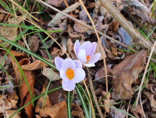 The simple and wonderful Crocus biflorus flower photo