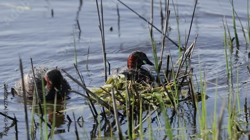 A pair of cute Little Grebe, Tachybaptus ruficollis, building their nest in the reeds at the edge of a river.