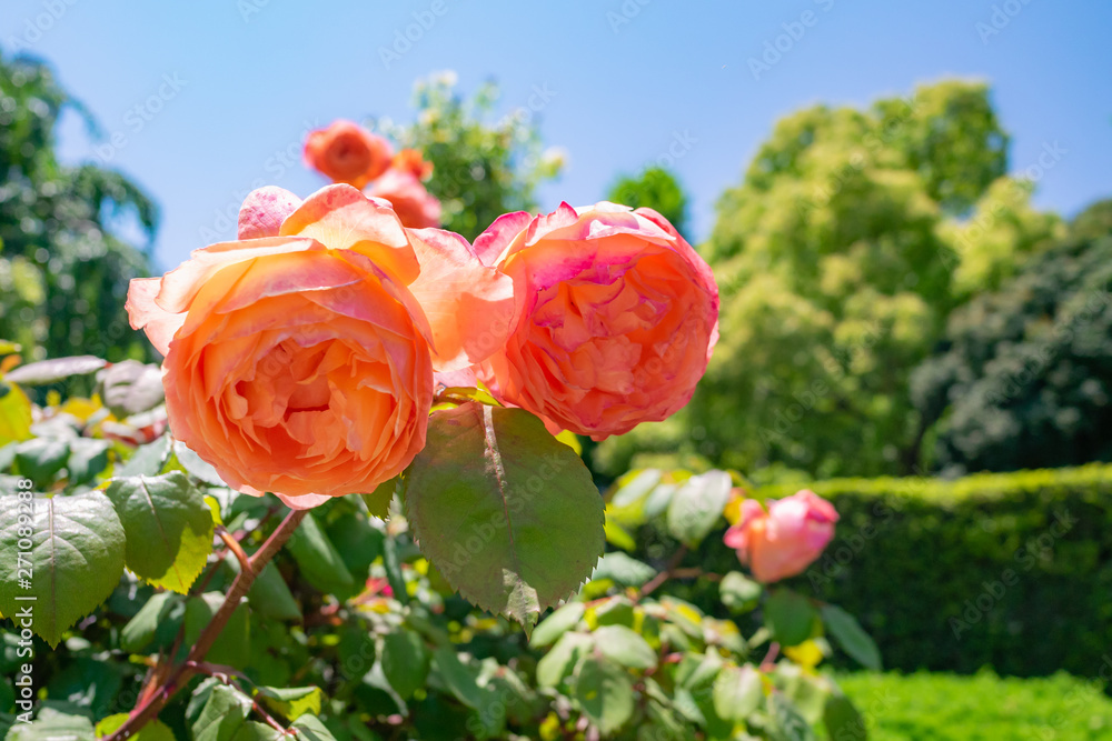 Obraz premium レディエマハミルトン バラ 花