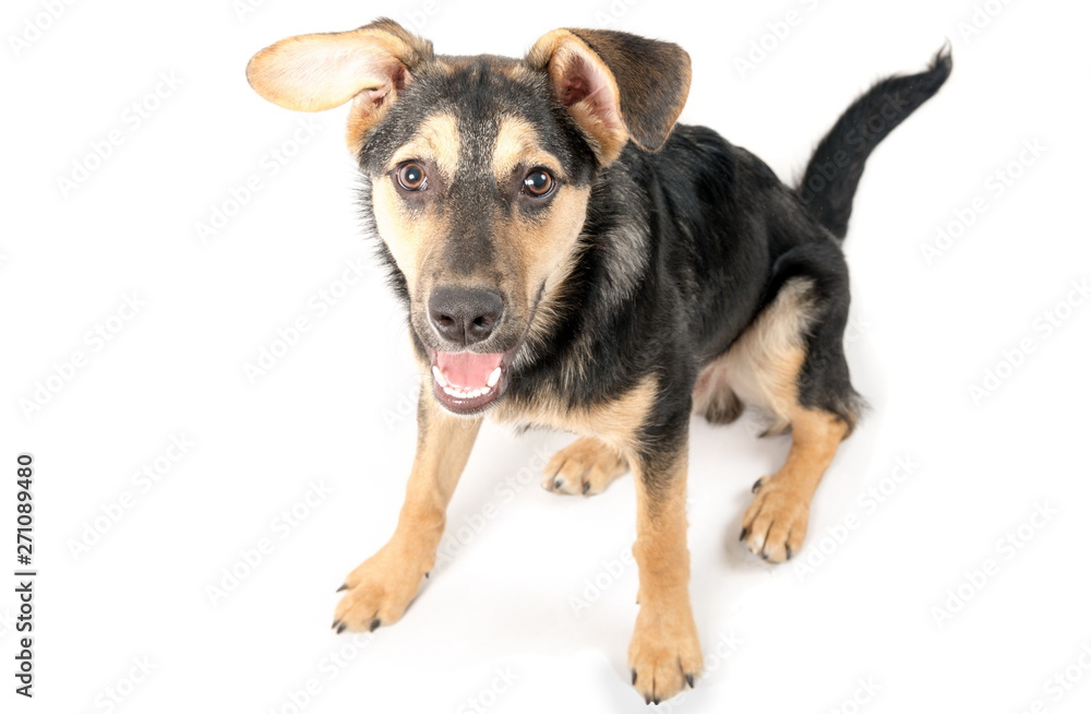 Mixed breed dog portrait on the white