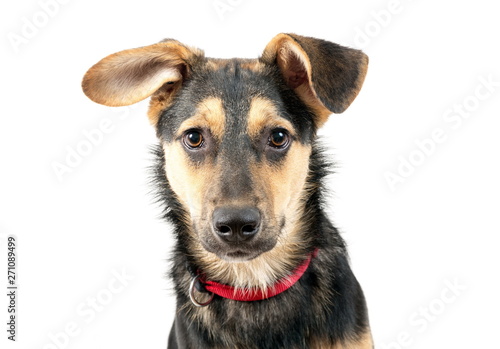 Mixed breed dog portrait on the white