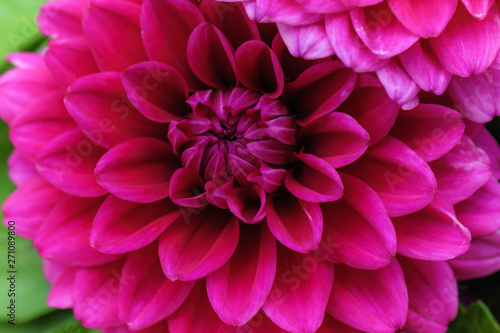 Bright and juicy pink chrysanthemum flower close up © Tereza