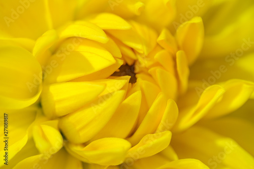 Bright and juicy yellow chrysanthemum flower close up © Tereza