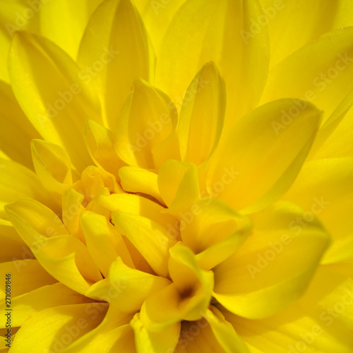 Bright and juicy yellow chrysanthemum flower close up