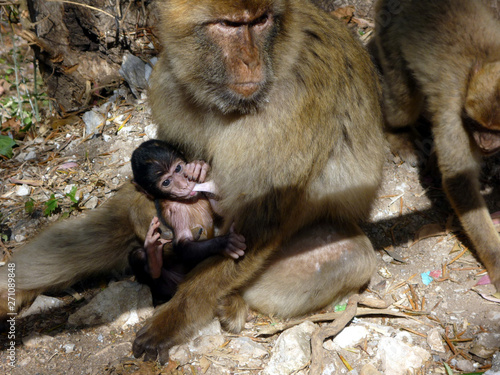 Naklejka Gibraltar monkeys