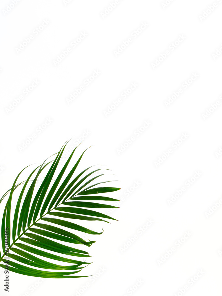 Tropical palm leaf on white background