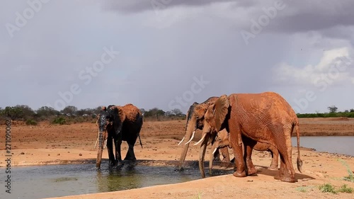 Elephants enjoying mud bath