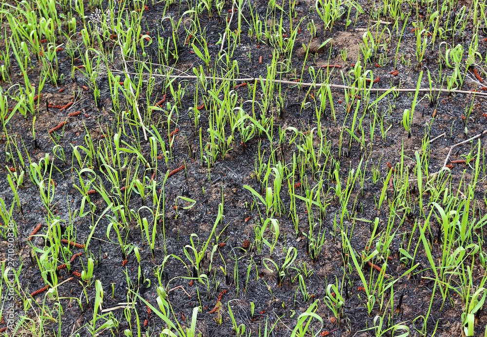 Young green shoots grow on black scorched earth after deliberate burning of dry grass in the fields in the springtime Young green shoots grow on black scorched earth after deliberate burning of dry grass in the fields in the springtime