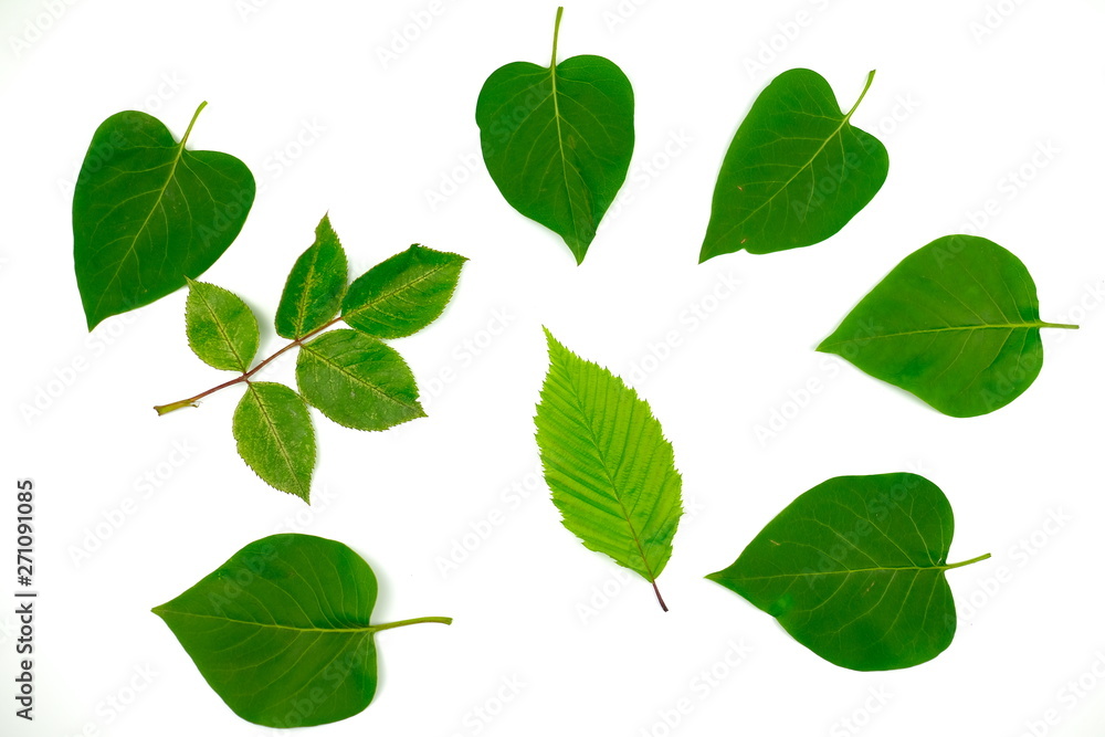 Green Leafs Isolated on white background. Flat lay Green Leafs Isolated on white background. Flat lay