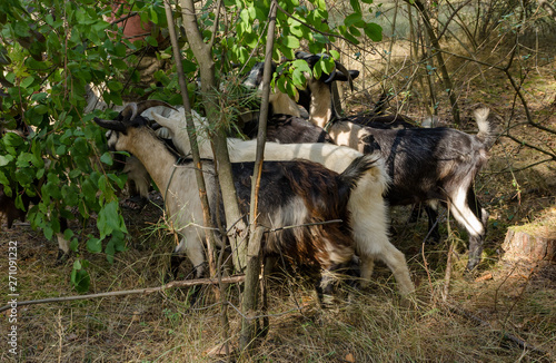 goats eat leaves and grass in the forest