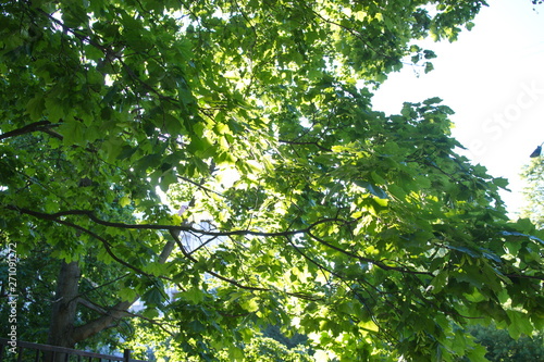 The sun shines through the leaves of the trees