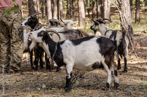 goats eat leaves and grass in the forest