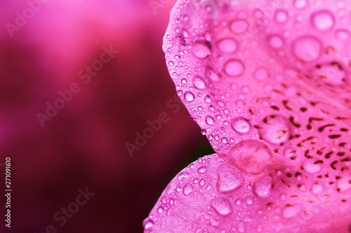 Macro close-up of a pink Rhododendron flower petal with droplets and large copy space. Floral backdrop or background.