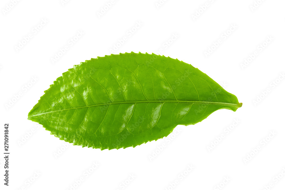 Obraz premium Green tea leaf isolated over white background
