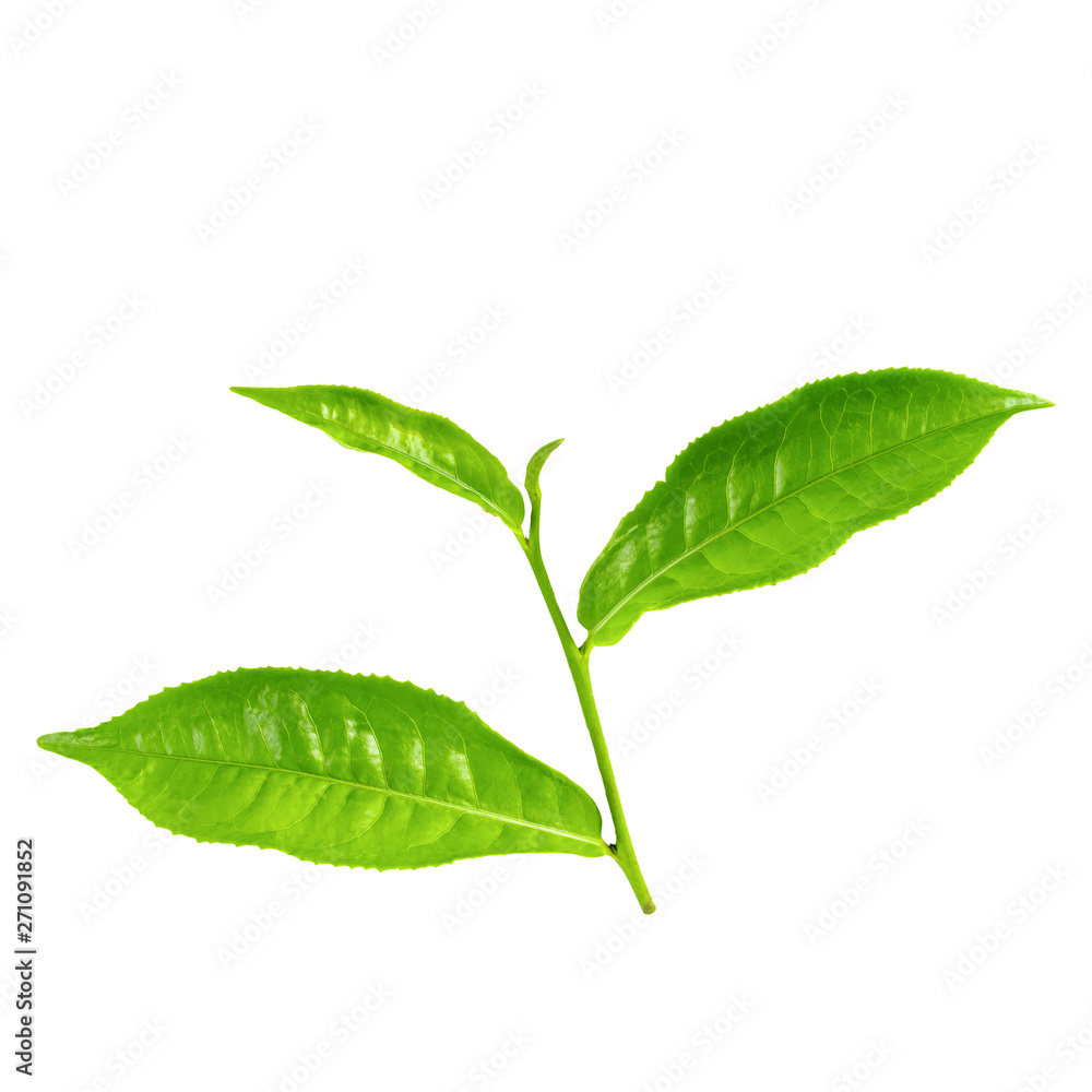 Green tea leaf isolated over white background Green tea leaf isolated over white background