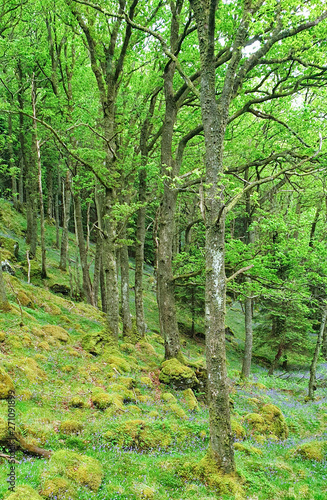 Forest along Loch Lomond West Hiland Way Track, long distance hike - Scotland, UK photo