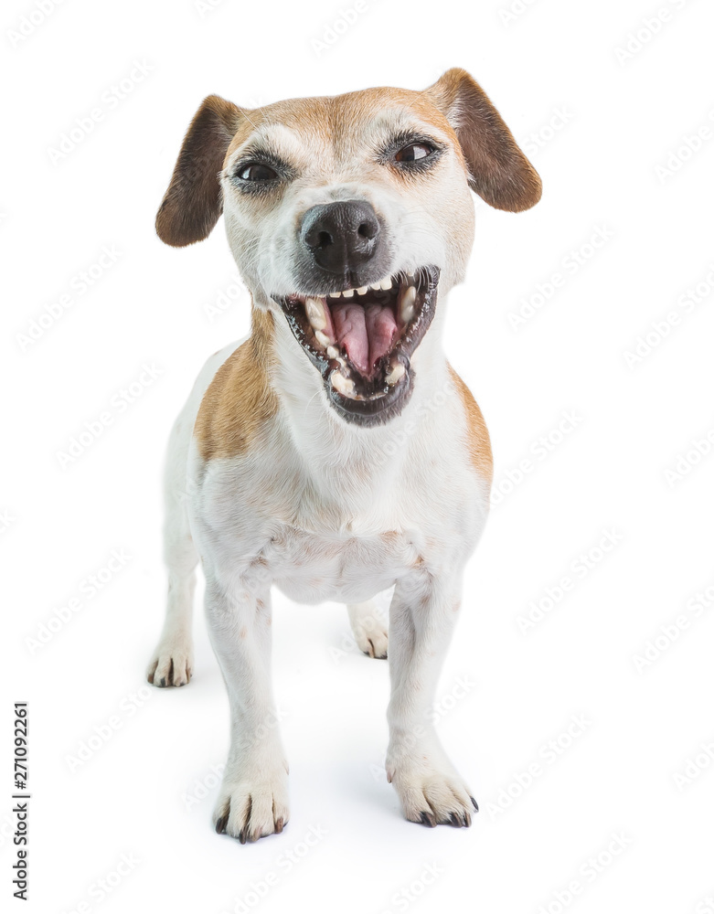 Funny dog disgust, denial, disagreement face. Don't like that. grins teeth pet. White background
