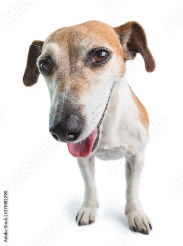 Fototapeta Naklejka Na Ścianę i Meble -  Smiling funny dog with sarcastic joke face. black humor fun. White background. Pet positive emotions