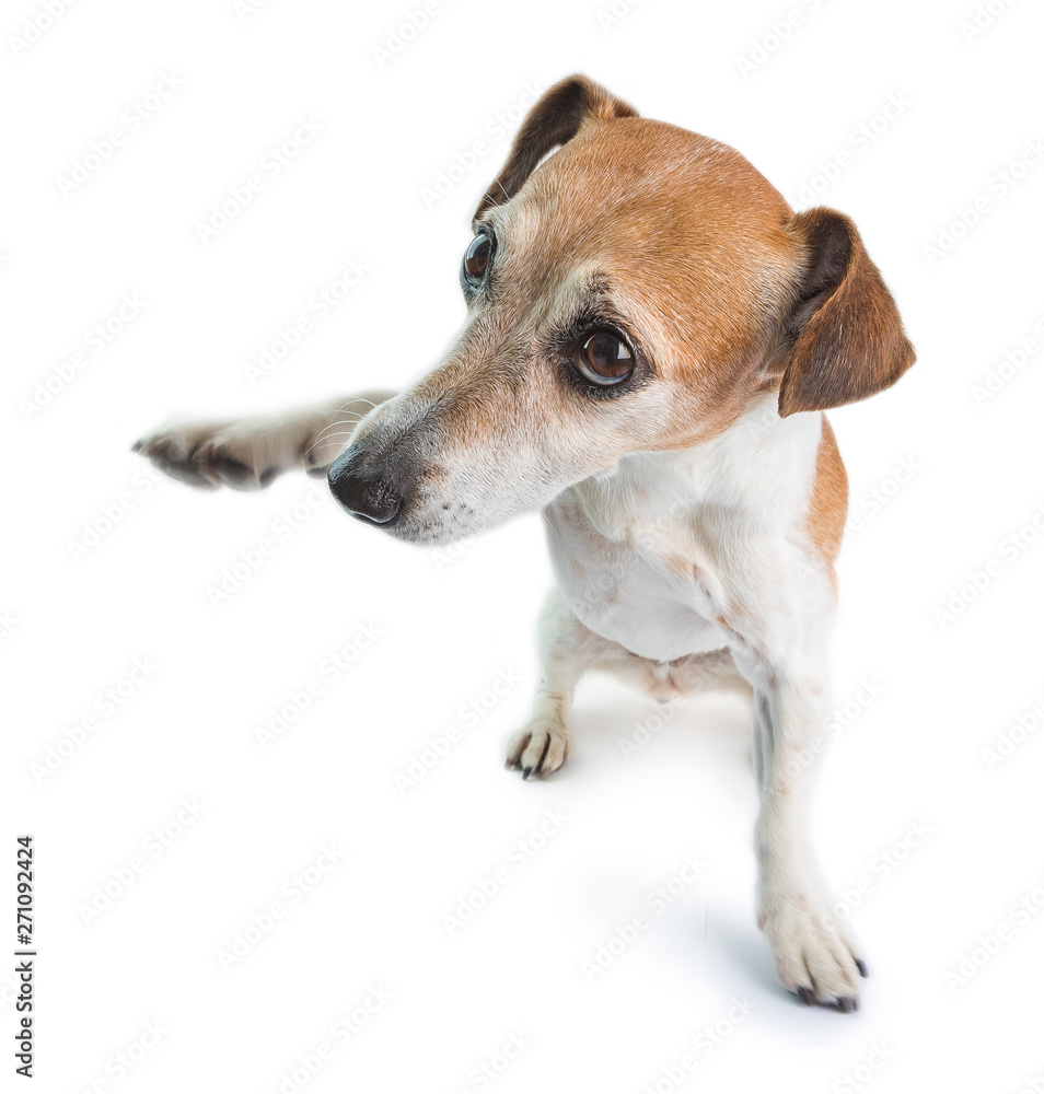 Dancing funny small dog. White background. Hipster waving pet